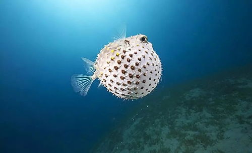 海洋生物究竟有多萌 看完想領回家養(yǎng)著